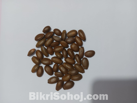 করোসলের বীজ ৫ পিচ